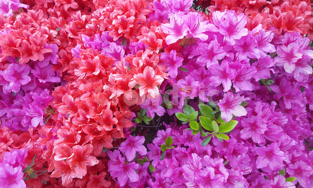 꽃,flower,야생화,생화,근접