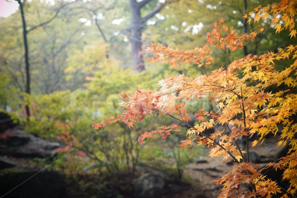 가을,단풍,계절,은행나무,산,절,범어사,부산,landscape,autumn,leaf,season,vivid,색감,temple,mountain,busan,view,photograph,warm,fall,가을,계절,fall,autumn,season,식물,자연,plants,nature,나무,trees,wood,감성,sensible,feeling,잎,plant,tree,maple