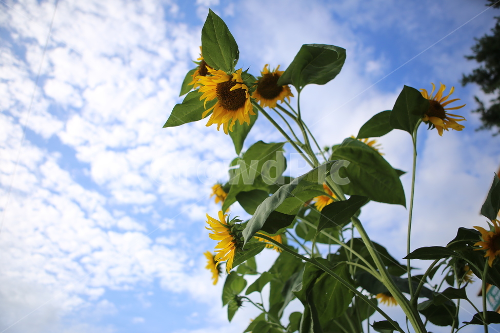 해바라기,하늘,구름,sunflower,배경,식물,자연,plants,nature,꽃,flower