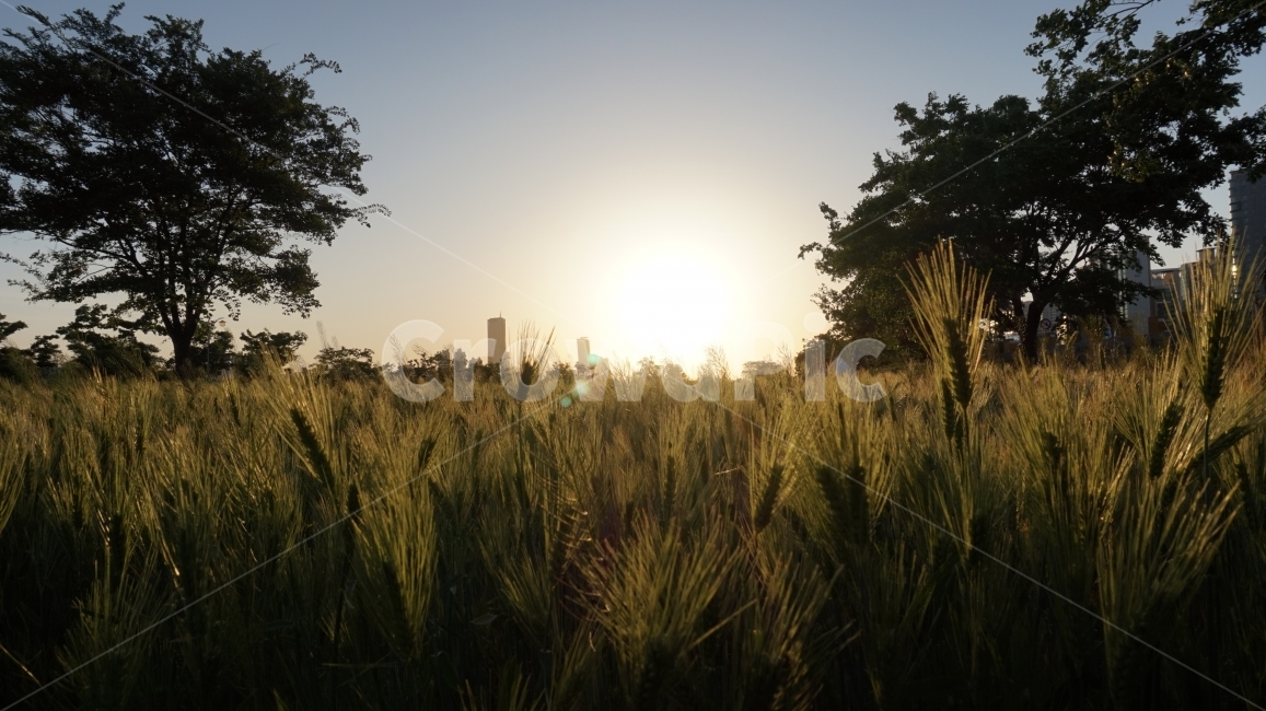 Hangang Park,green,tree,barley,street,plant,Emotion,autumn,nightfall,park