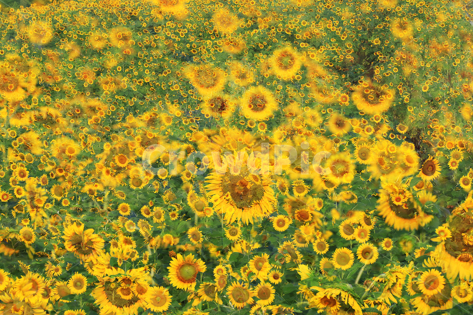 해바라기,정열,태양,사랑,그리움,식물,자연,plants,nature,꽃,flower