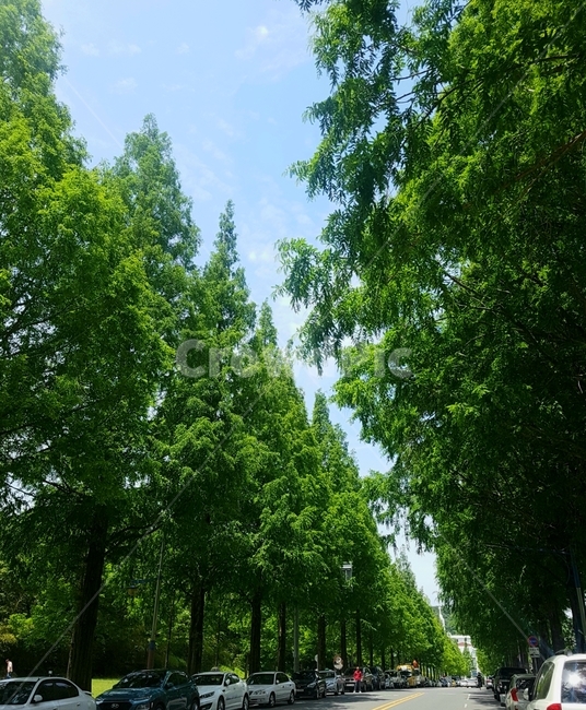 가로수길,창원드라이브,싱그러움,푸르름,평화로움