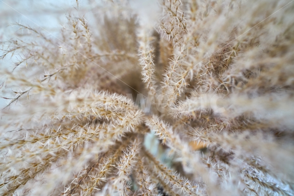 억새,가을,식물,씨,가을느낌,배경,가을,계절,fall,autumn,season,식물,자연,plants,nature,ice,빙,outdoors,옥외,snow,눈,frost,서리