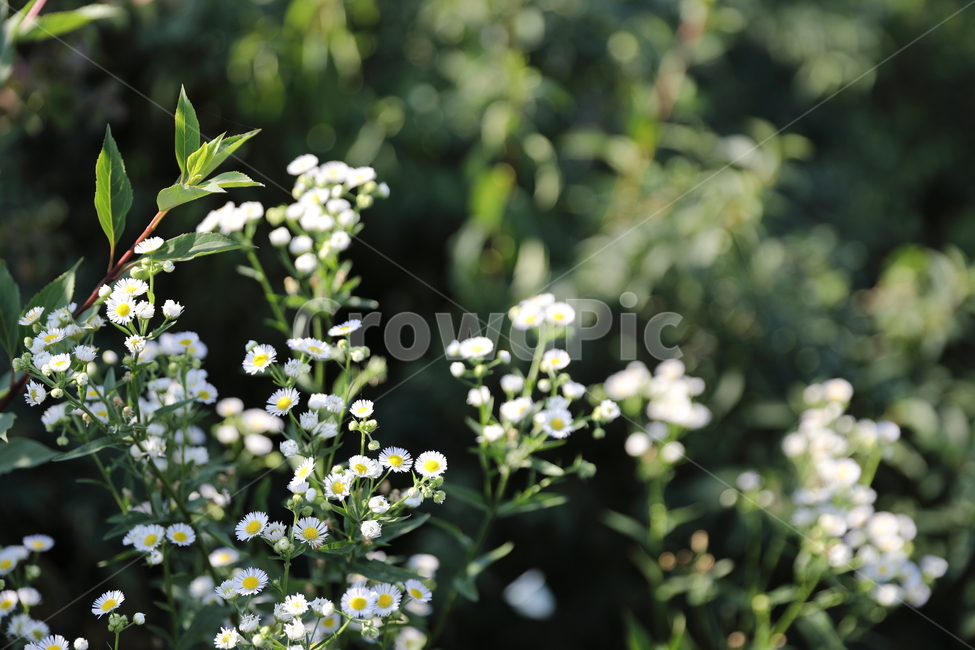 꽃,들국화,화이트,숲,봄,여름,개화,자연,아름다움,순수,자연,풍경,nature,landscape,식물,plants,꽃,flower,plant,blossom