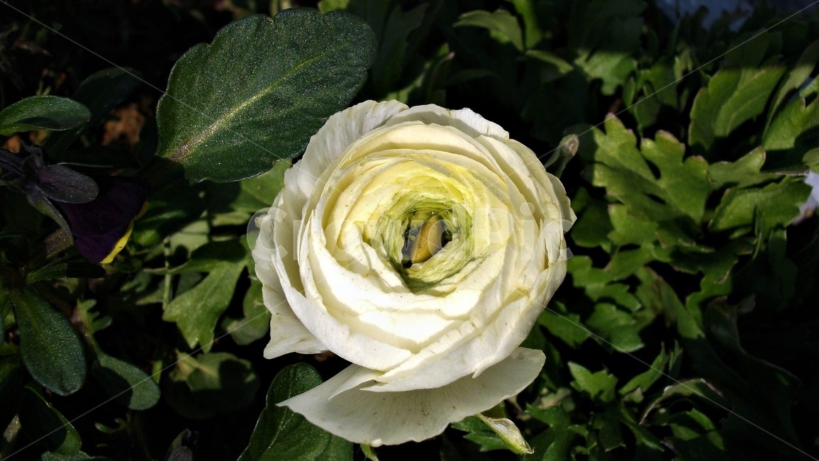꽃,자연,식물,꽃잎,암술,수술,봄,beautiful,plant,flower,식물,자연,plants,nature,꽃,flower