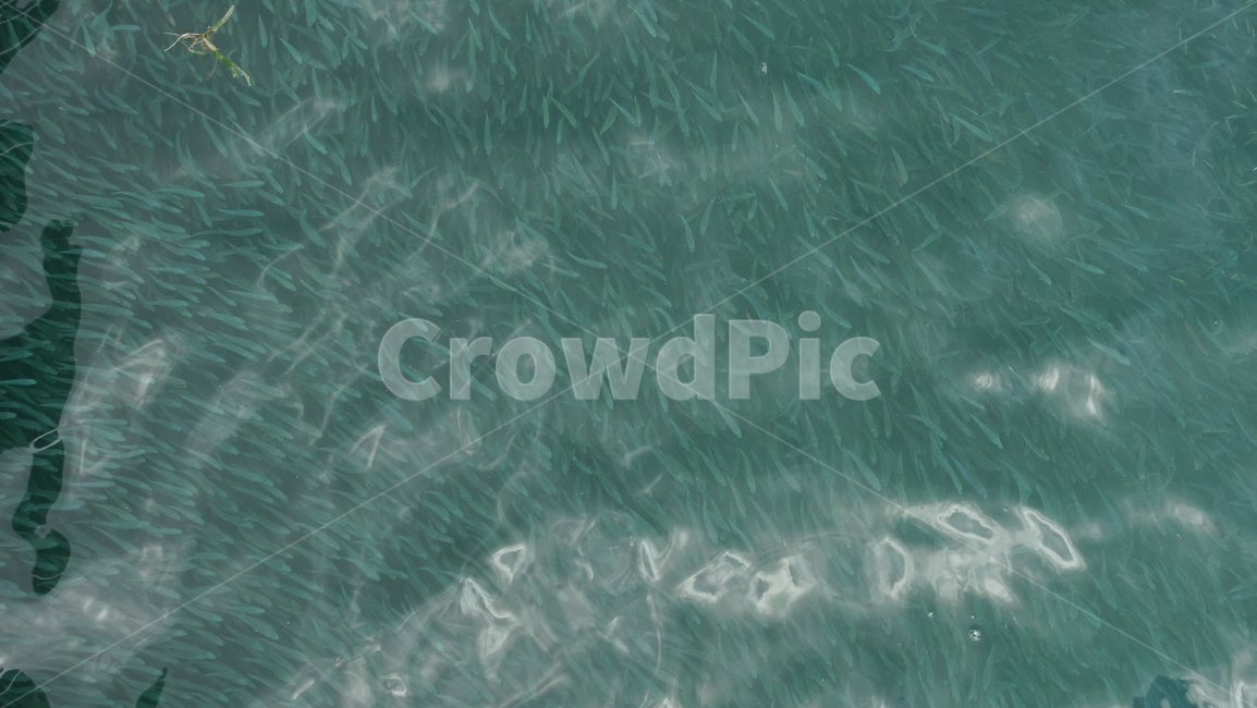 자연,nature,sea,ocean,water,blue,바다,파랑,휴양지,여름,summer,물고기,flock,fish,낚시,물고기떼