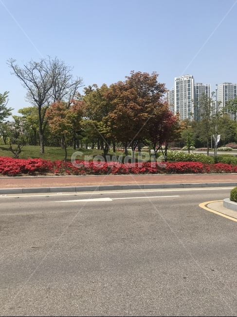 아스팔트,도로,꽃길,붉은꽃,길