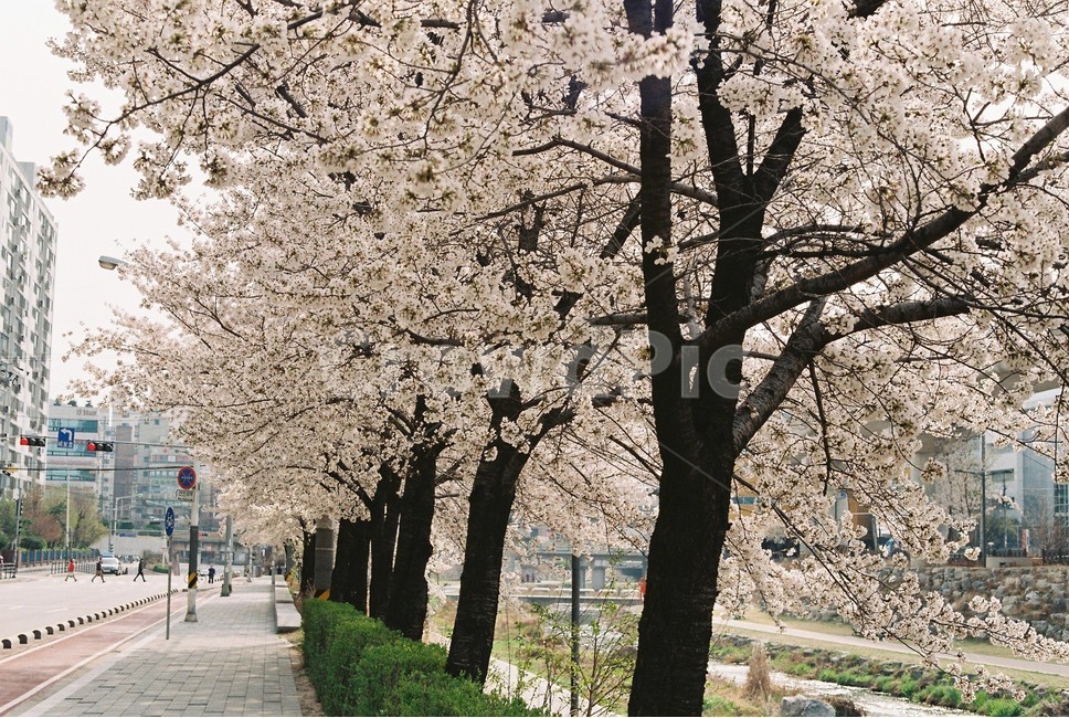 벚꽃,벚꽃길,봄꽃,봄길,꽃길,가로수