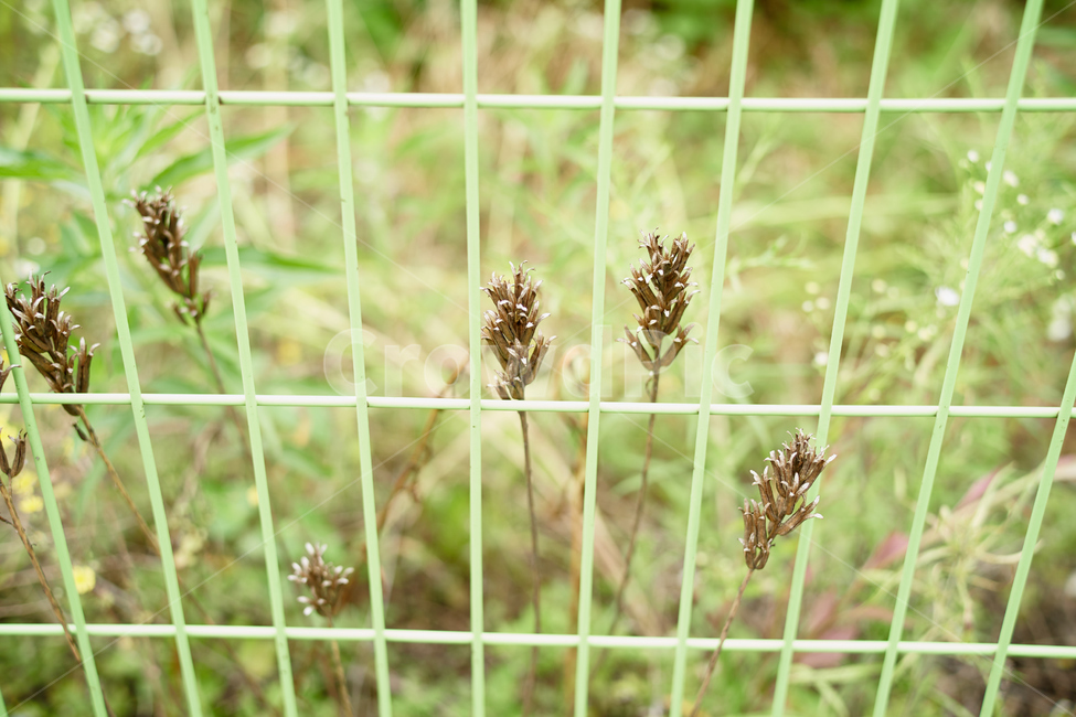 가지,색,바탕화면,오후,야생화,꽃,풀,식물,자연,plants,nature