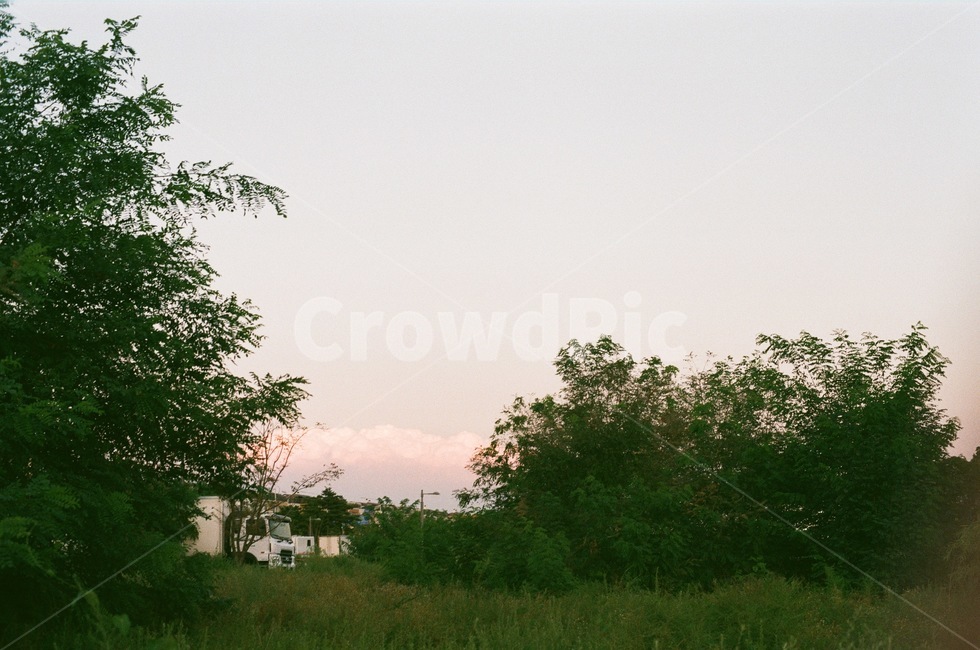 풀,식물,나무,tree,nature,자연