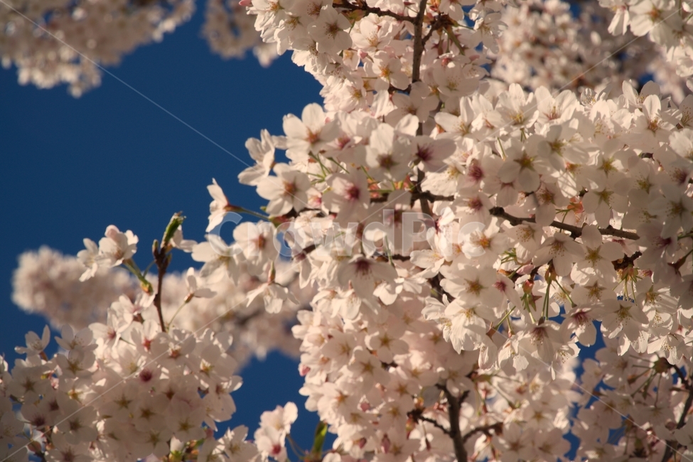 식물,벚꽃,tree,spring,blossom,flower,cherry,sky,nature,branch,white,blue,bloom,flowers,blooming,cherryblossom,season,flora,beauty,plant,pink,cherrytree,branches,봄,계절,spring,season,꽃,cherry blossom