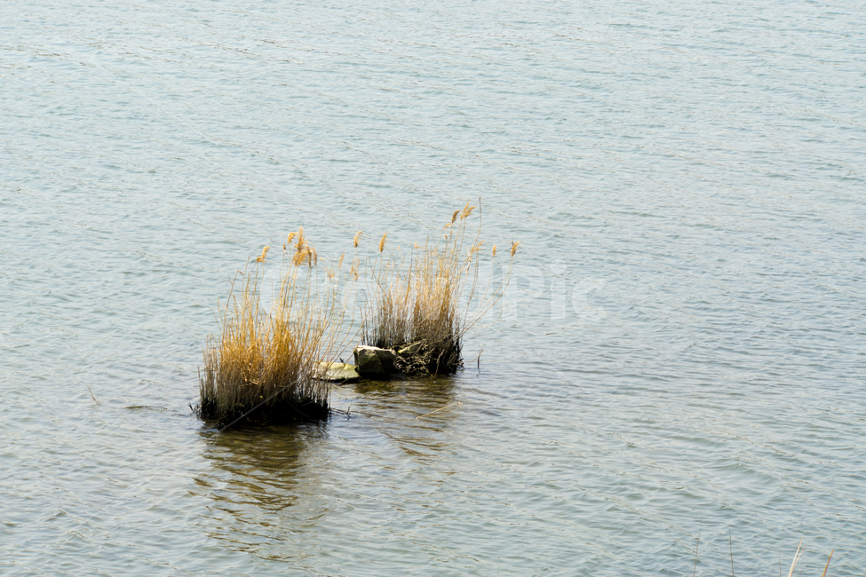 물풀,고즈넉함,강물,강과억새,여유,자연,풍경,자연,풍경,nature,landscape,grass,잔디,plant,식물
