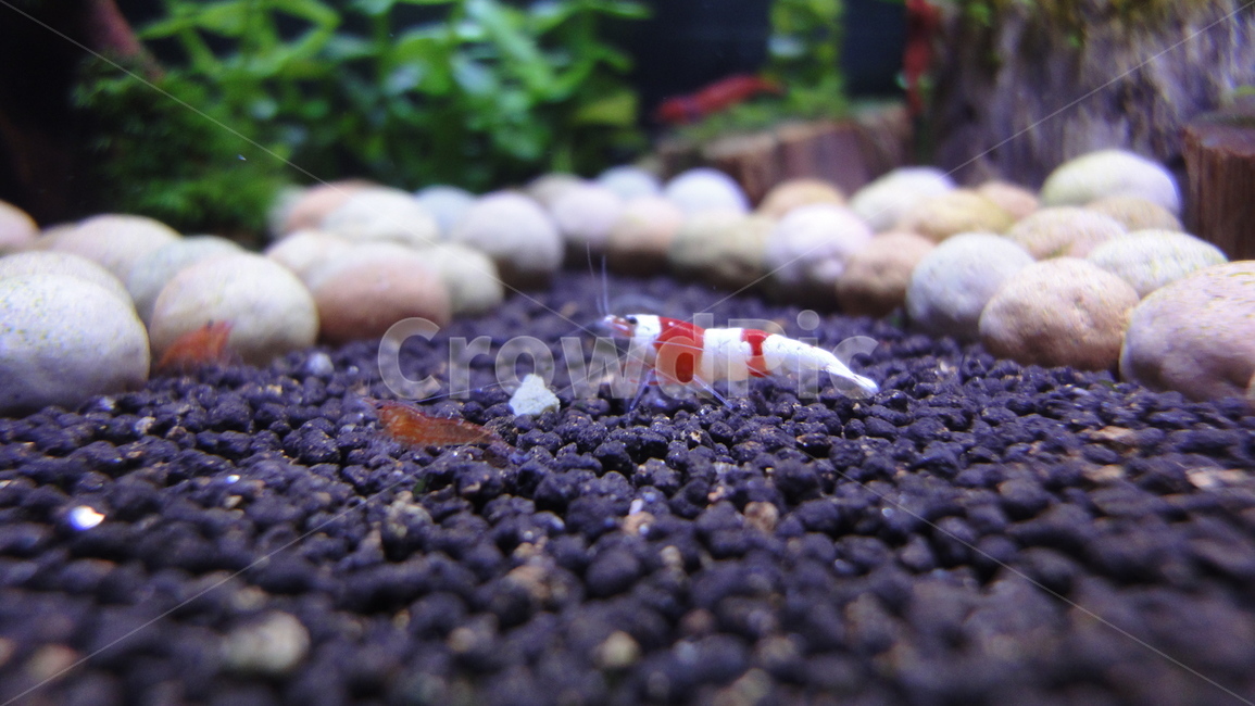 crs새우,어항,체리새우,관상새우,물고기,빨강,초록,흰색,흑색,red,white,green,black,물,water,Shrimp,동물,animal