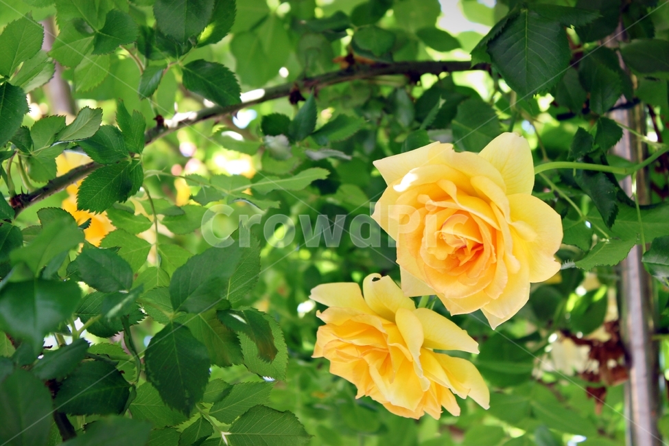 장미,식물,꽃,beauty,강렬,감성,클로즈업,쌍떡잎식물,plant,flower,rose,가시,yellow,노란장미,자연,nature,식물,자연,plants,nature,꽃,flower
