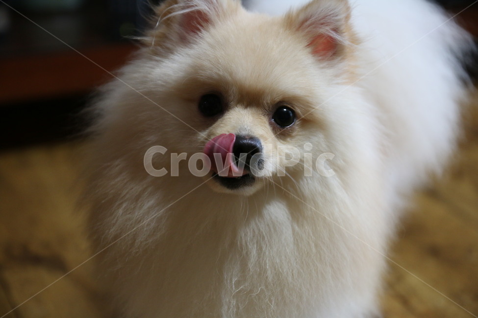동물,입맛,바램,기다림,애교,눈빛,애완,반려,동물,animal,포유류,mammal,개,강아지,dog,doggy