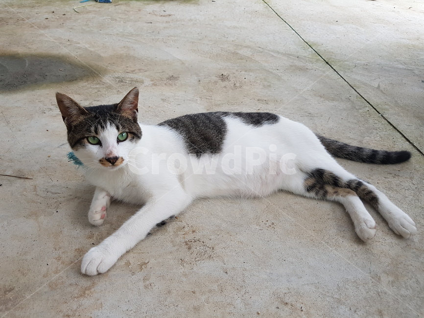 고양이,cat,애완동물,동물,animal,포유류,pet,동물,animal,포유류,mammal,고양이,cat,kitten,kitty