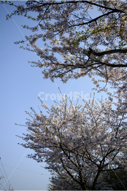 하늘,벚꽃,벚꽃길,꽃,봄,봄날,봄풍경,봄꽃,감성,spring,flower,분홍색,봄길,산책,봄나들이,봄,계절,spring,season,자연,풍경,nature,landscape,plant,식물