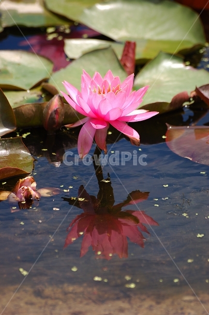 수련,연꽃,반영,물,자연,꽃,연잎,분홍,초록,식물,자연,plants,nature,꽃,flower