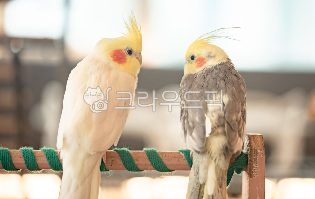 동물,새,조류,앵무새,잉꼬부부,animal,bird,로맨틱