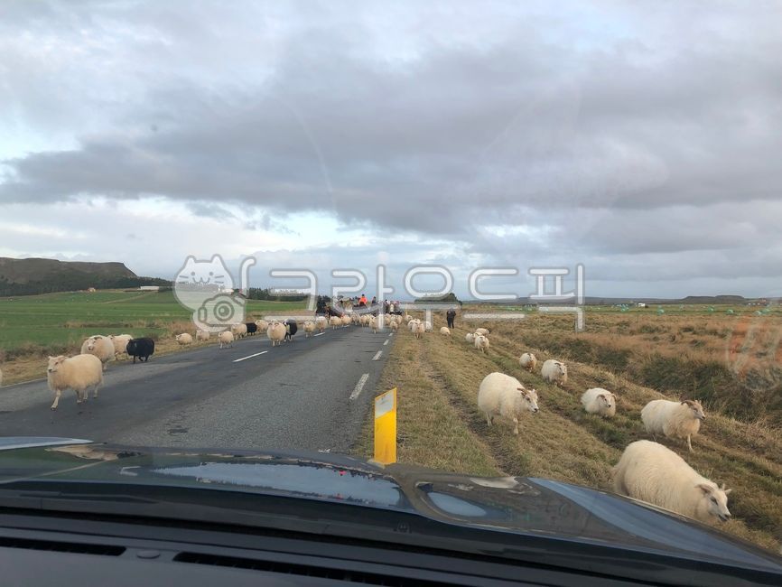 nature,rental car,iceland,Iceland rental car,ring road,Iceland,outdoor,Rental car trip,roadblock,flock of sheep,North Europe,europe,sheep