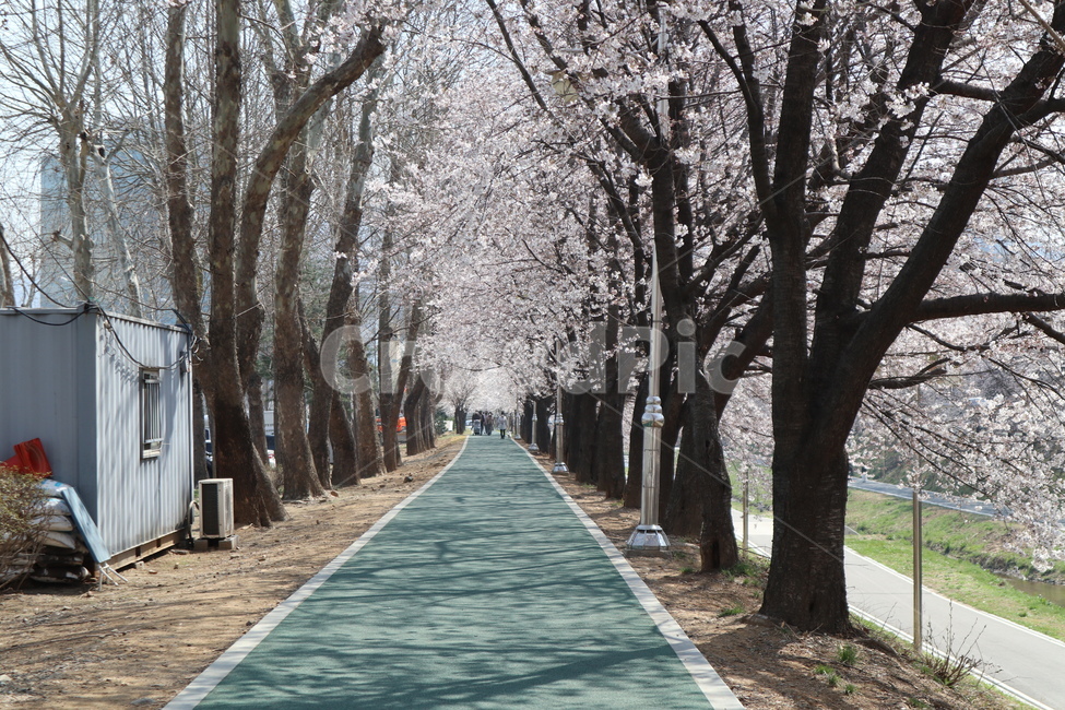 꽃,벚꽃,산책길,벚꽃길,벚꽃나무,식물,blossom,flower