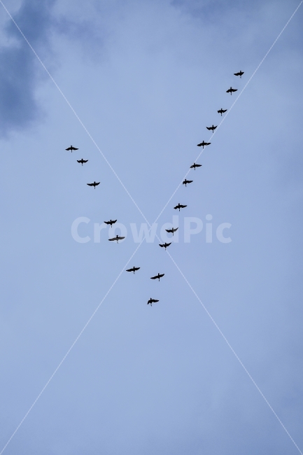 오리,철새,새,하늘,체크,브이,동물,animal,조류,새,birds