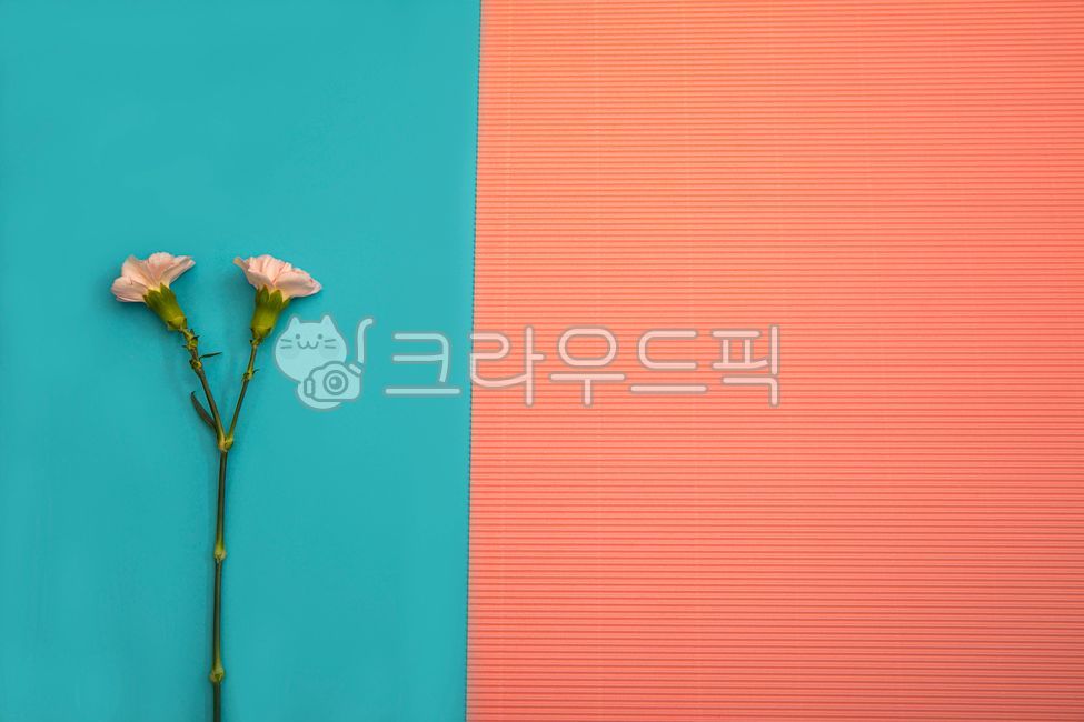 Mothers Day Flowers,carnation,background paper,fetal,colorpaper,thanks,petal,paper,colored paper,coloredpaper,mothersday,corgrats,confetti,blossom,Mothers Day,congrats,flower,parents day,backgroundpaper,background,plant,mayflower