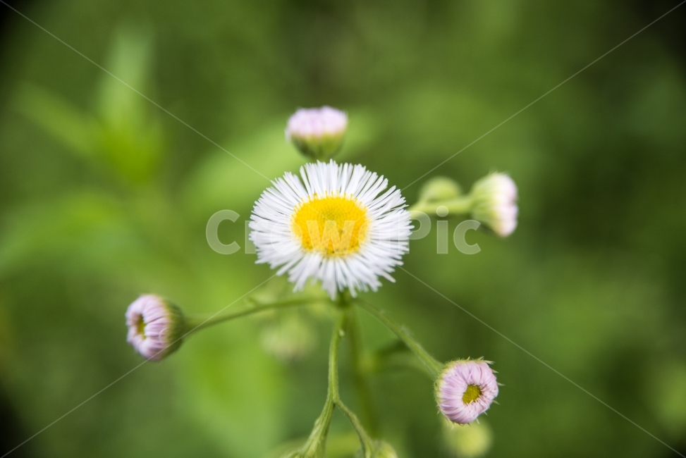 민들레,봄꽃,봄,여름,식물,꽃,접사,자연,plants,nature,flower,식물,자연,plants,nature,꽃,flower