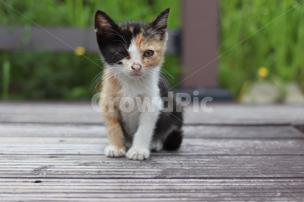 고양이,아기고양이,새끼고양이,길고양이,삼색이