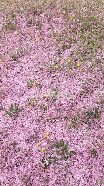 경주,경상북도,벚꽃,봄,감성,감성사진,힐링,산책,여름,계절,summer,잎,tree,healing,heal,forest,sense,pink,분홍,분홍잎,핑크,색,색감,분홍색,핑크색,자연,왕벗꽃,겹벗꽃,겹벚꽃,bulguksa,cherryblossom,bulhuksatemple