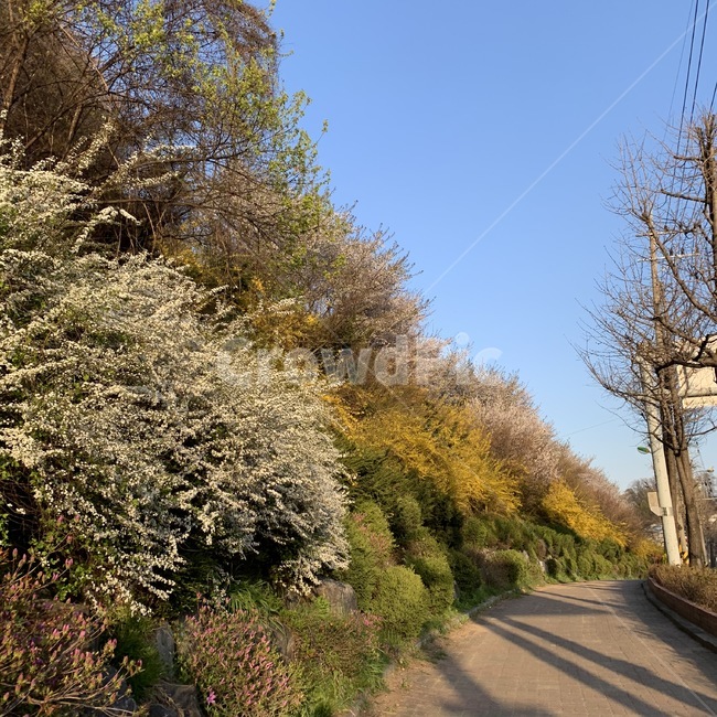 도로,꽃,식물,flower,봄
