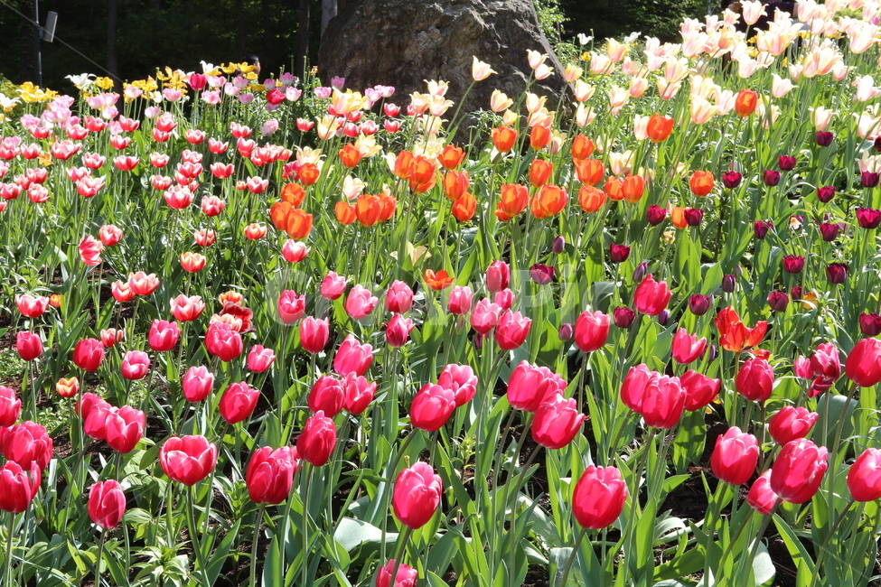 튤립,봄꽃,tulip,꽃밭,꽃구경,beautiful,빨간색,주황색,flower,예쁜,정원,가든,꽃축제,수목원,만개,화려한