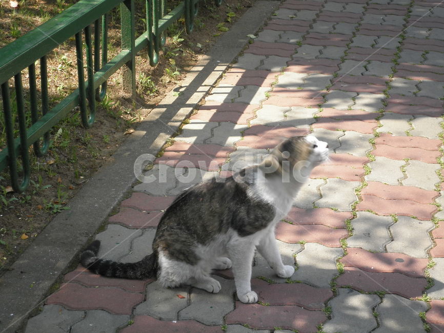 고양이,동물,자연,귀여운,큐트