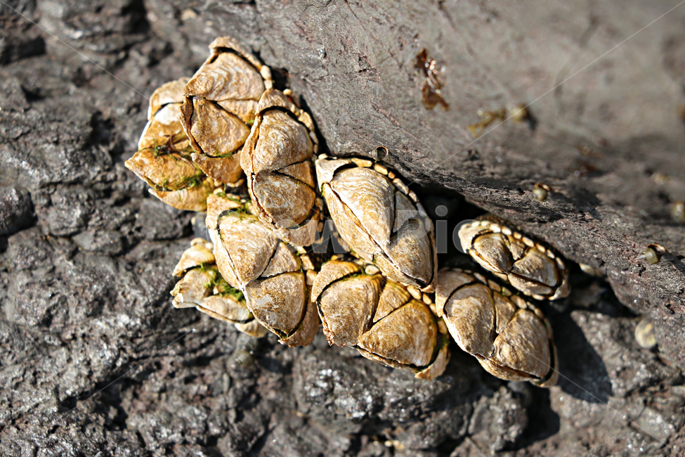 barnacle,거북손,갑각류,거북손붙이,절지동물,식재료,food,요리재료