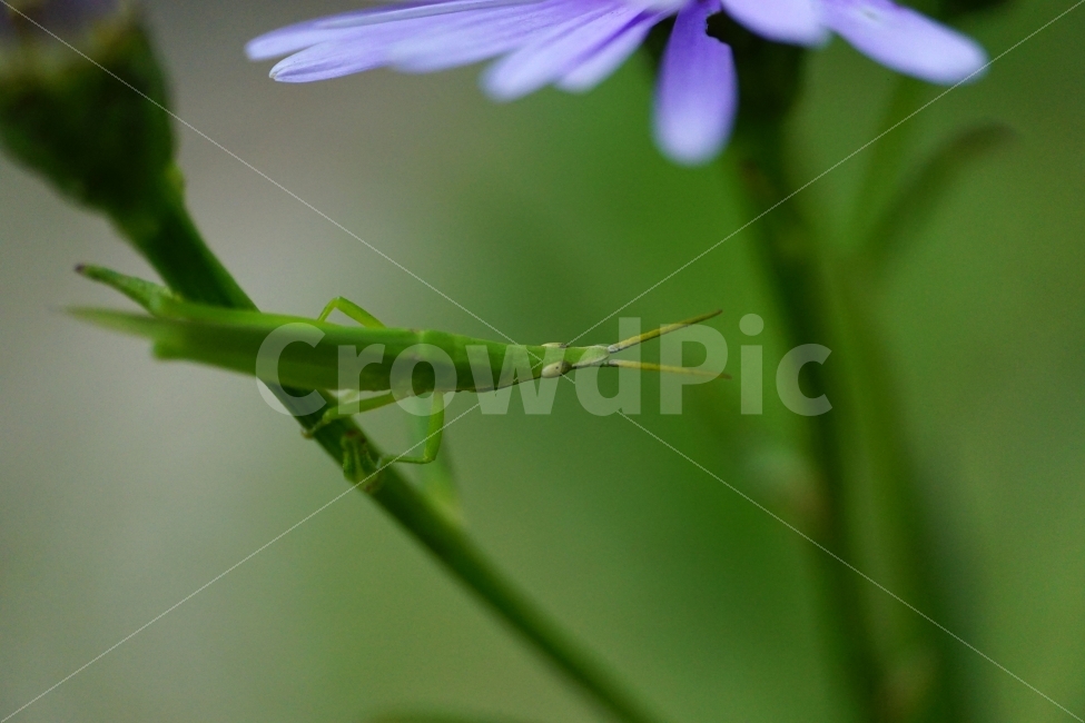 벌개미취,꽃,식물,자연,플라워,flower,nature,7월,여름,summer,꽃봉오리,곤충,동물,여치,메뚜기,insect,animal,풍경,landscape,동물,animal,곤충,벌레,insect,bug