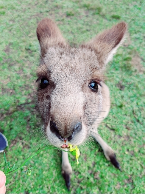 wallaby,animal,grass,캥거루,왈라비,동물,초원,동물,animal,포유류,mammal