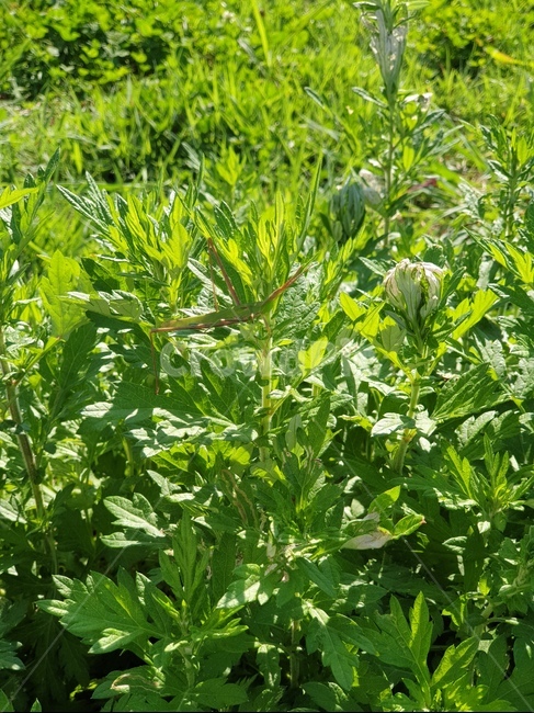 메뚜기,여름,가을,곤충,grasshopper,잎,허벌,식물,들판,bush,화분,파종기,herbal,bug,leaf,식물,자연,plants,nature,곤충,벌레,insect,bug