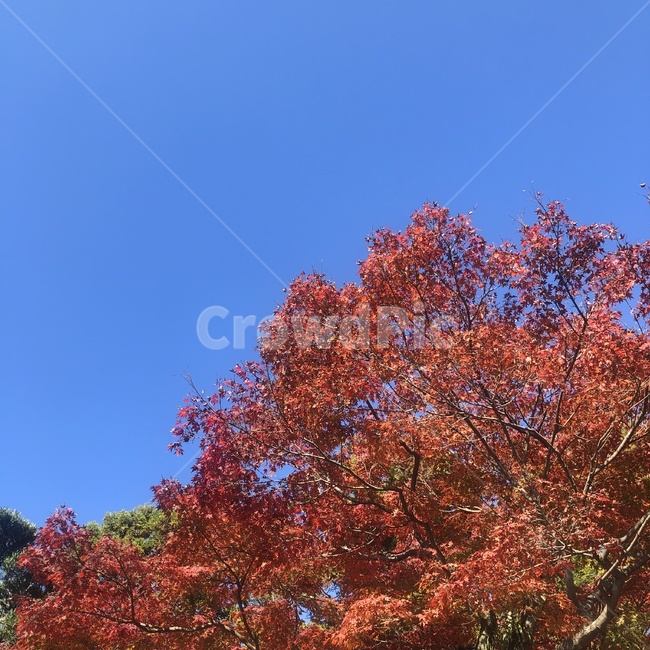 tree,나무,plant,식물,단풍,가을,빨간색,fall,sky,하늘,maple