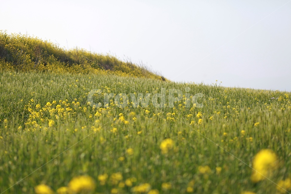 제주도,유채꽃,봄꽃,노랑꽃,서우봉,봄,계절,spring,season,식물,자연,plants,nature,꽃,flower,outdoors,옥외,grassland,목초지,field,들