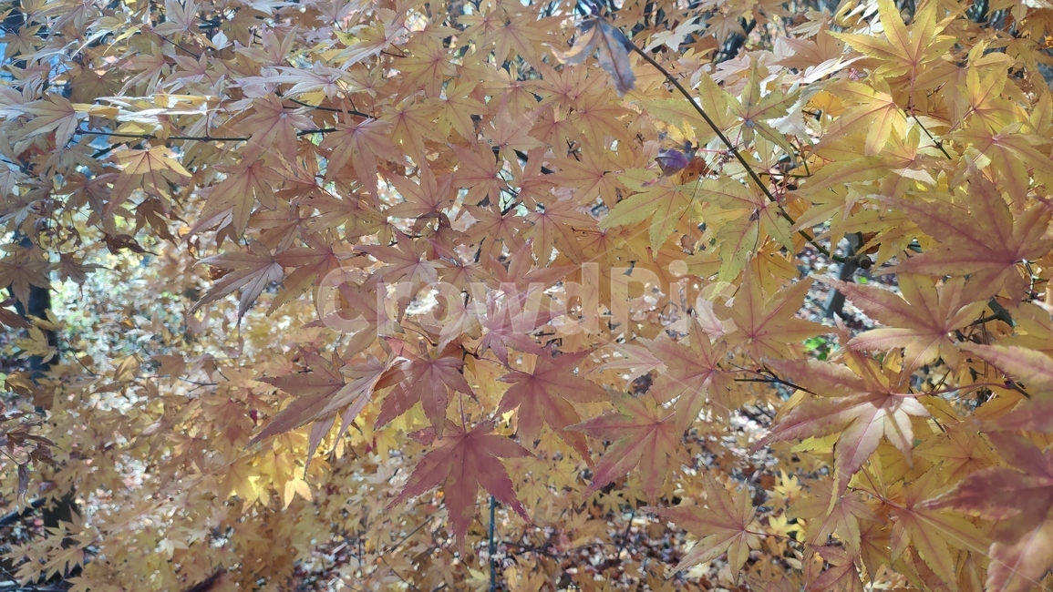 가을단풍,가을,엽록소,leaf,잎,plant,식물,tree,나무,maple,단풍,가을,계절,fall,autumn,season