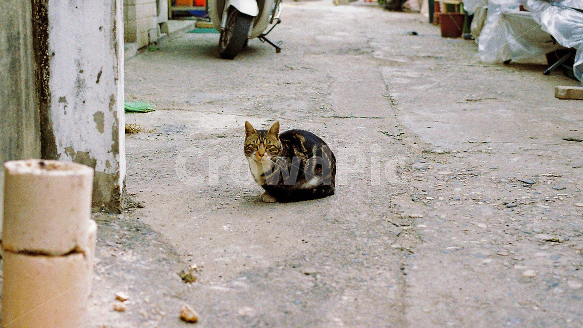 고양이,cat,동물,길냥이,animail