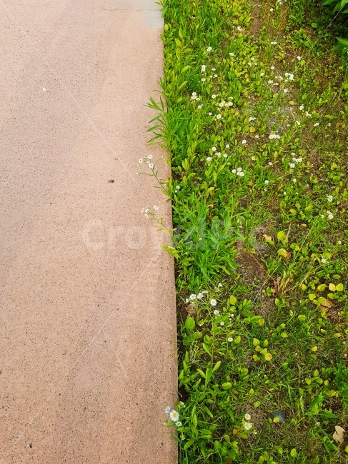 길,흙,흙길,보도블록,비대칭,잡초,풀,자연,분단,대립,시골길,시골,country,nature,road,background,백그라운드,배경,풍경,월페이퍼,wallpaper,여행,식물,자연,plants,nature,꽃,flower