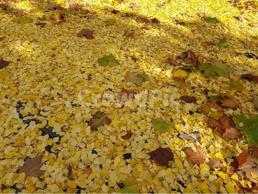 은행잎,은행,낙엽,가을,풍경,자연,가을,계절,fall,autumn,season,plant,식물,leaf,잎,ground,바닥