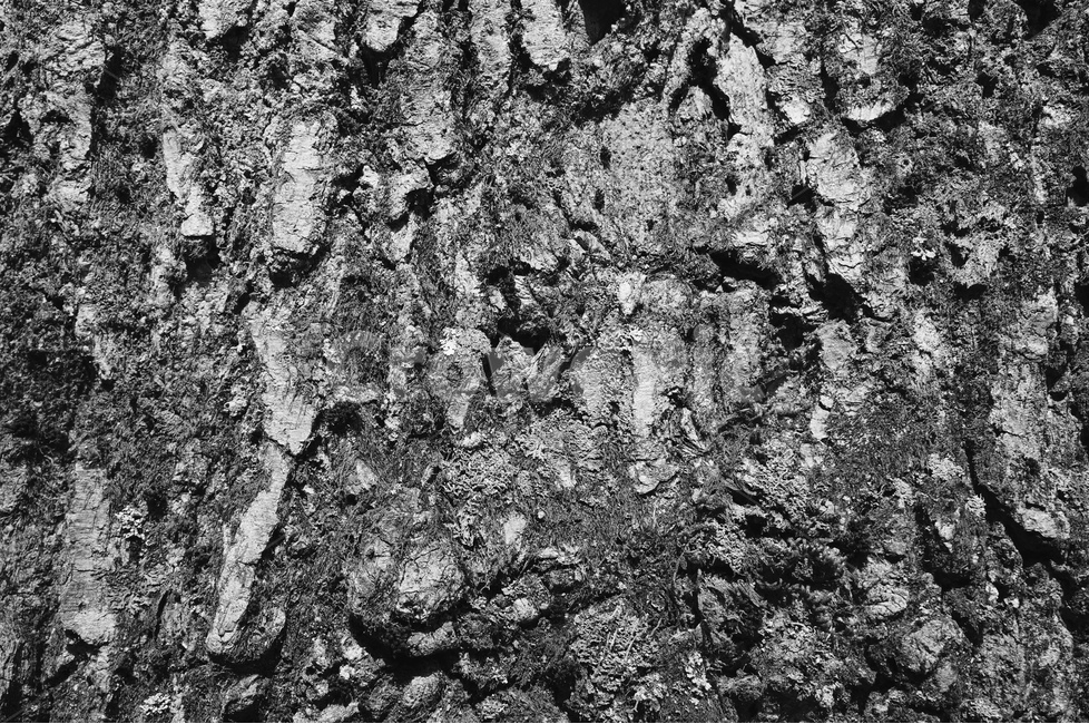거친,표면,나무,껍질,나무껍질,세월,흔적,껍데기,방어,나무,trees,wood,흑백,모노톤,monochrome,black and white,텍스처,질감,패턴,texture,pattern