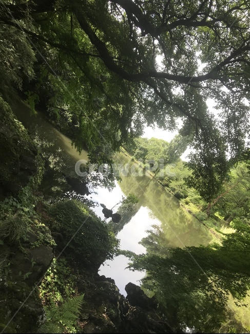 공원,호수,그늘,나무,초록,자연,풍경,nature,landscape,vegetation,초목,plant,식물,rainforest,열대 우림,land,땅,tree,outdoors,옥외,jungle,밀림
