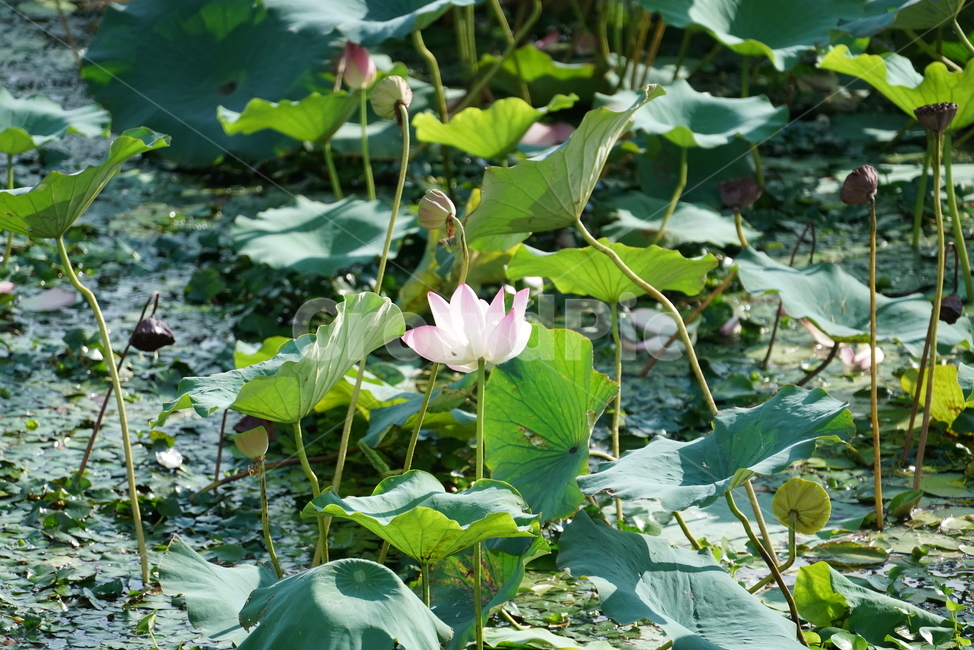 연꽃,수초,수생식물,수련과,lotus,blossom,plant,식물,flower,꽃,식물,자연,plants,nature,꽃,flower
