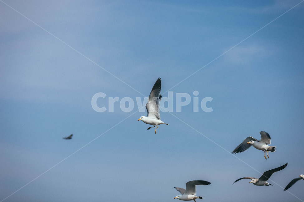seagull,갈매기,bird,새,animal,동물,flying