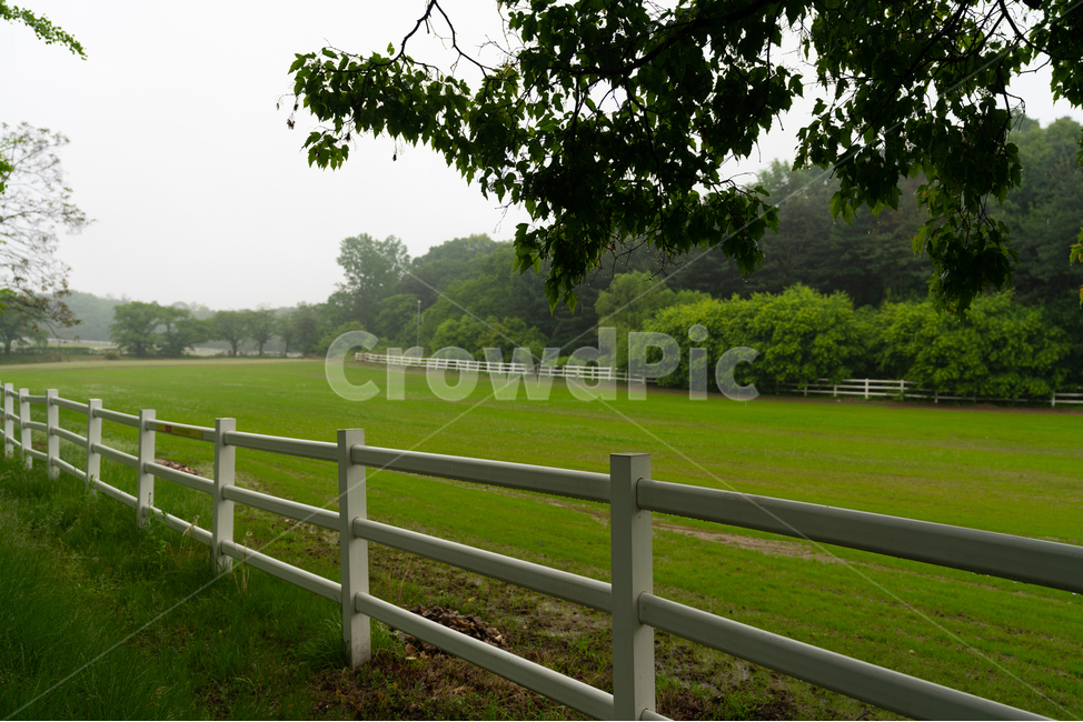 종마공원,울타리,초원,나무,들,풀,fence,tree,steppe,grassland,자연,풍경,nature,landscape,plant,식물,grass,잔디
