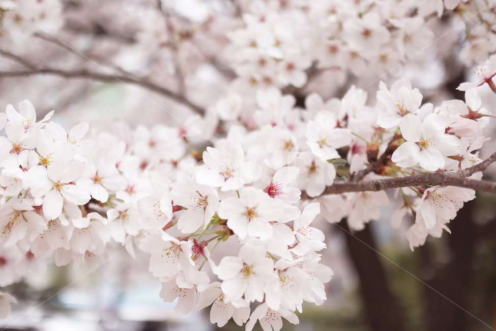 벚꽃,벚나무,봄,분홍,식물,봄,계절,spring,season,식물,자연,plants,nature,꽃,flower,plant,cherry blossom,blossom