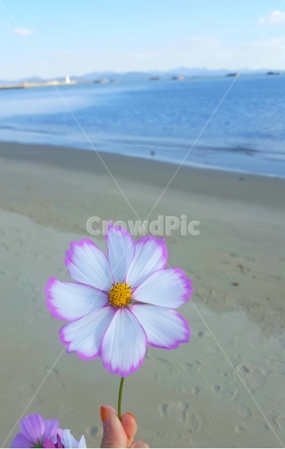 꽃,바다,여행,힐링,코스모스
